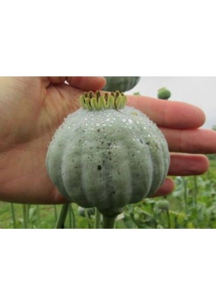 5 Adet Giganthemum Poppy Tohumu