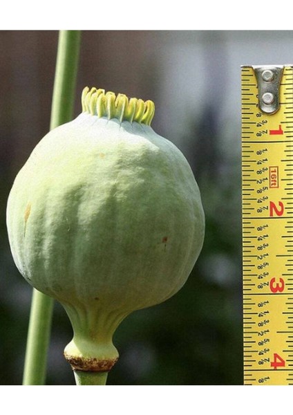 5 Adet Giganthemum Poppy Tohumu