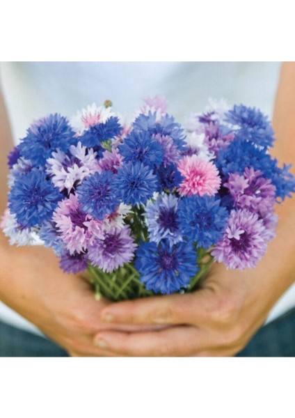 10 Adet Cornflower Mix Tohumu