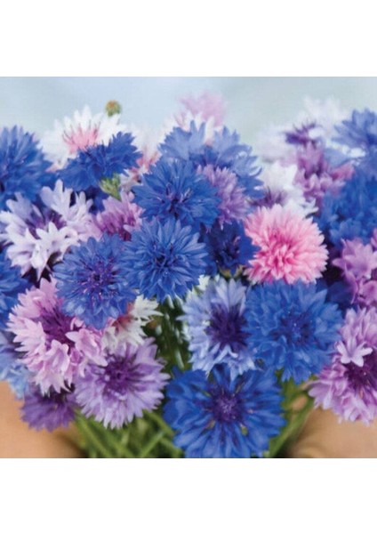 10 Adet Cornflower Mix Tohumu