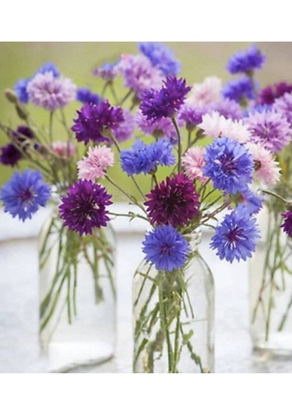 10 Adet Cornflower Mix Tohumu