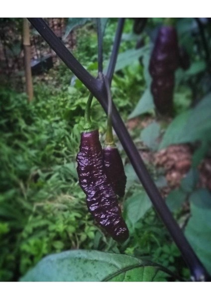 10 Adet Dark Olive Naga Brain Biber Tohumu