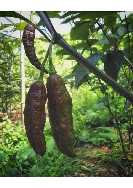 10 Adet Dark Olive Naga Brain Biber Tohumu