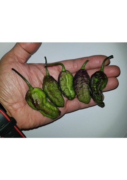 10 Adet Dark Olive Naga Brain Biber Tohumu