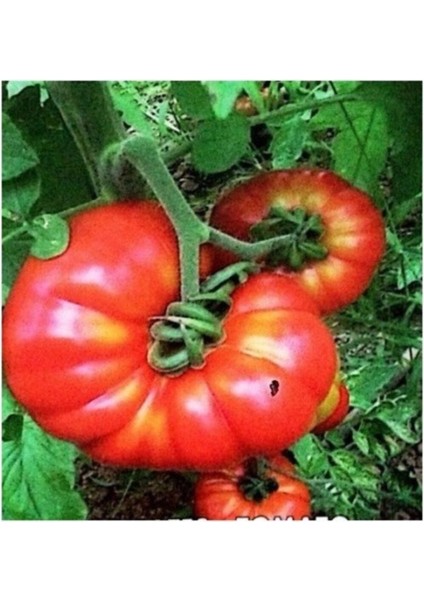 Etli Yayla Tipi Köy Domatesi Tohumu 25 Tohum
