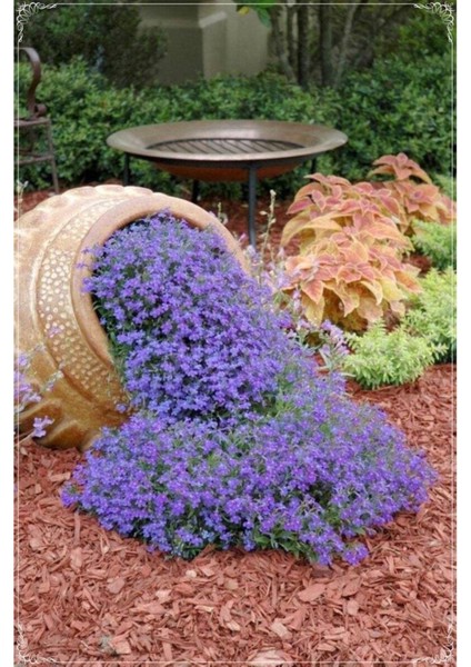 20 Adet Blue Line Aubrieta Tohumu