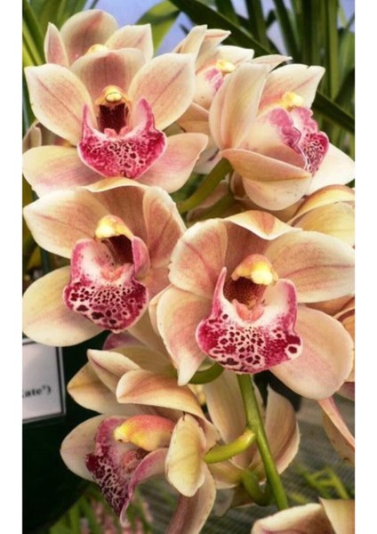 Fildişi Orkide Çiçeği Tohumu 10 15 Adet