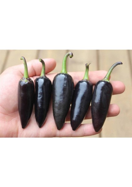 20 Adet Black Jalapeno Biber Tohumu