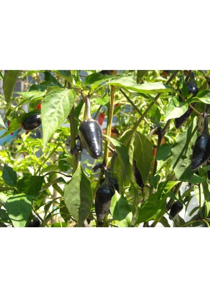 20 Adet Black Jalapeno Biber Tohumu