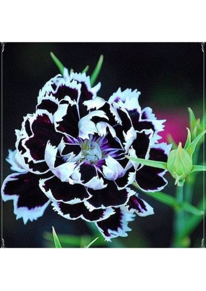 10 Adet Dianthus Heddewigii Black White Carnation Tohumu