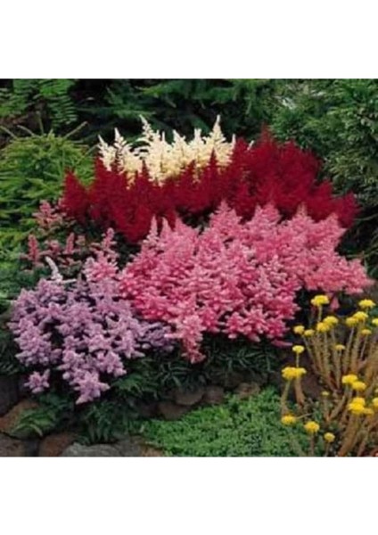 30 Adet Mıxed Colors Astılbe Bunter Tohumu