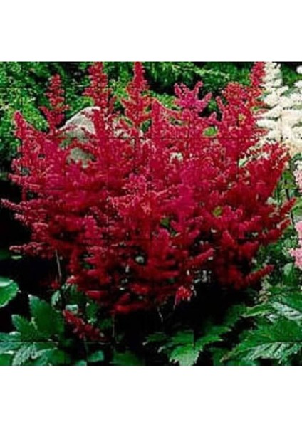 30 Adet Mıxed Colors Astılbe Bunter Tohumu