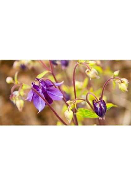 10 Adet Rare Variegated Columbine Tohumu