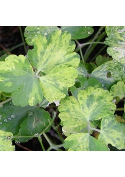 10 Adet Rare Variegated Columbine Tohumu