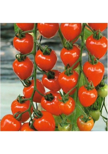 Çilek Domatesi Tohumu 10 Adet Tohum Tometoberry Domates Tohumu