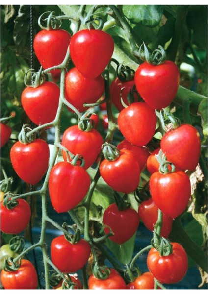 Çilek Domatesi Tohumu 10 Adet Tohum Tometoberry Domates Tohumu
