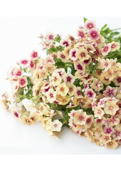 20 Adet Cherry Caramel Phlox Tohumu
