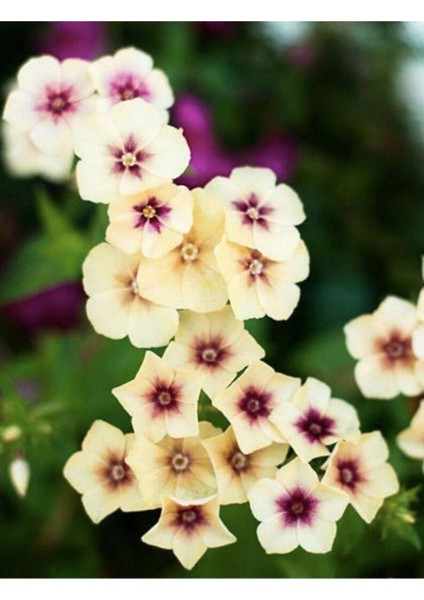 20 Adet Cherry Caramel Phlox Tohumu