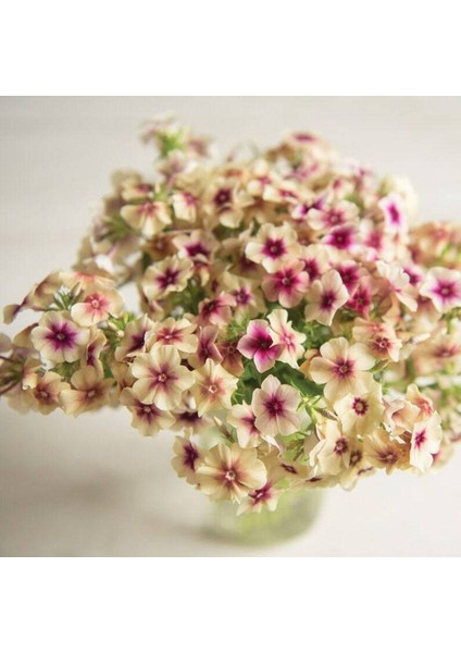 20 Adet Cherry Caramel Phlox Tohumu