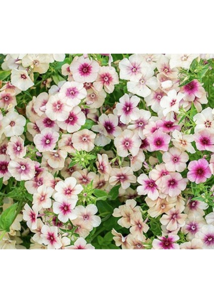 20 Adet Cherry Caramel Phlox Tohumu