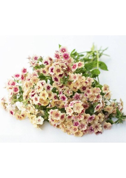 20 Adet Cherry Caramel Phlox Tohumu