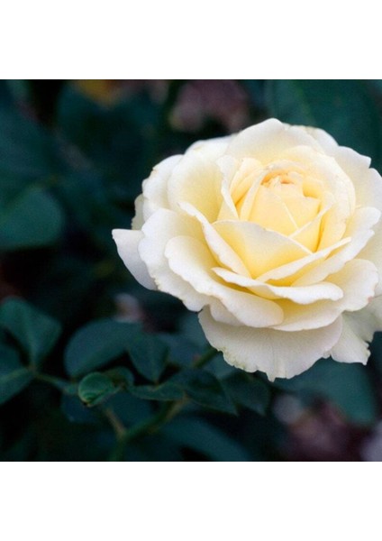 5 Adet White Rose Gül Tohumu