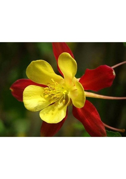 10 Adet Columbine Aquilegia Vulgaris Tohumu