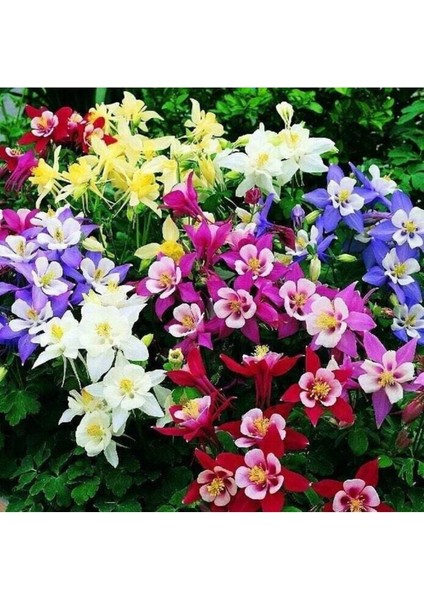 10 Adet Columbine Aquilegia Vulgaris Tohumu
