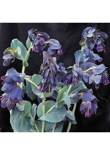 5 Adet Blue Shrımp Plant Tohumu