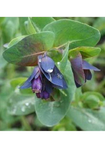 5 Adet Blue Shrımp Plant Tohumu