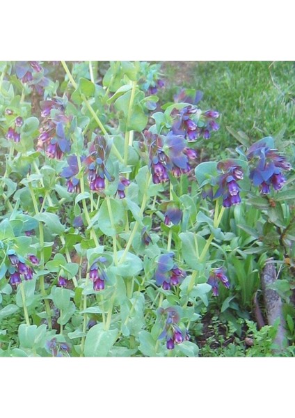5 Adet Blue Shrımp Plant Tohumu