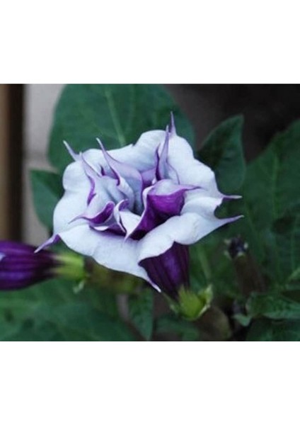 10 Adet Black Currant Swirl Trumpet Tohumu