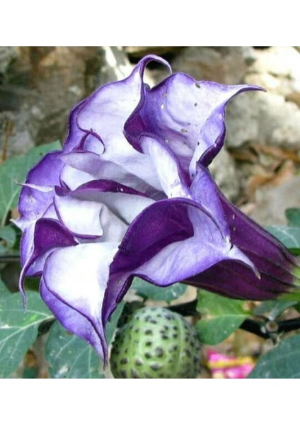 10 Adet Black Currant Swirl Trumpet Tohumu