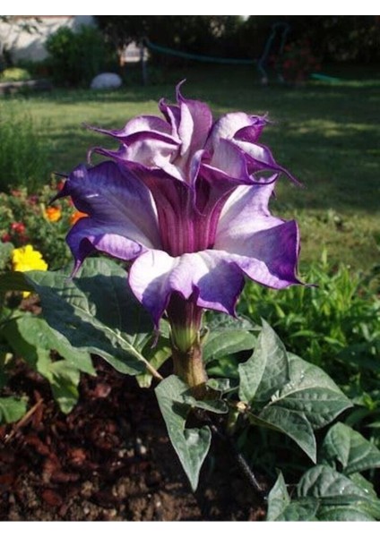 10 Adet Black Currant Swirl Trumpet Tohumu
