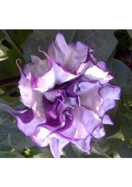 10 Adet Black Currant Swirl Trumpet Tohumu