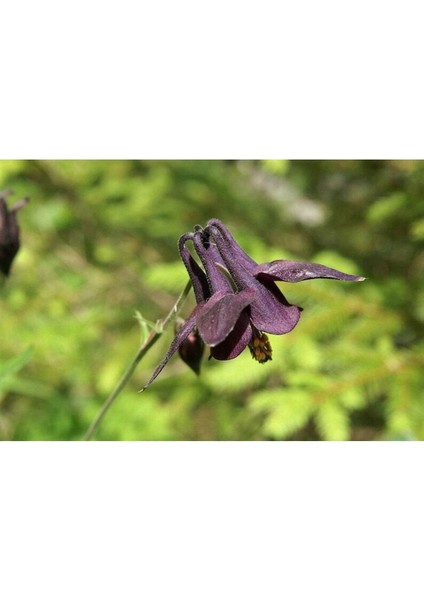 5 Adet Black Columbine Tohumu