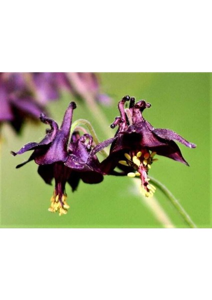 5 Adet Black Columbine Tohumu