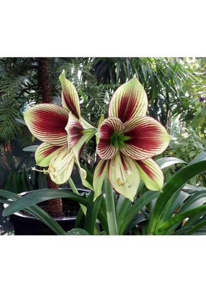 10 Adet Çift Renk Amaryllis Vittata Tohumu