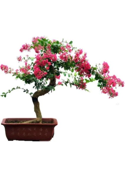 Krep Mersin Bonzai Ağacı Tohumu 5 Adet Bonsai Ağacı Tohumu