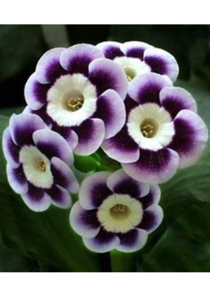 Renkli Çuha Çiçeği Tohumu 10 15 Adet