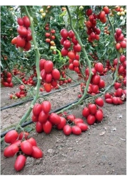 Zeytin Cherry Domates Tohumu Ortalama 25+ Tohum