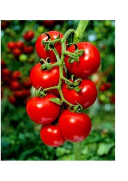 Erkenci Beşdeli Salkım Domates Tohumu 20 Adet Tohum