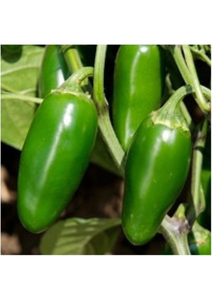 20 Adet Kırmızı Jalapeno Biber Tohumu