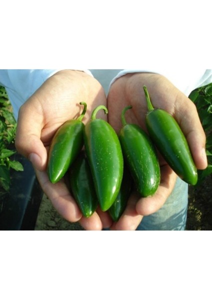 20 Adet Kırmızı Jalapeno Biber Tohumu