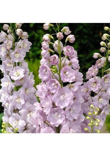 10 Adet Giant Blooms Delphinium Soft Pink Tohumu