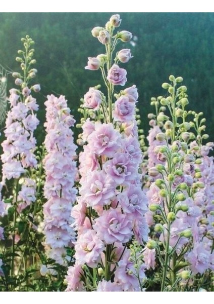 10 Adet Giant Blooms Delphinium Soft Pink Tohumu