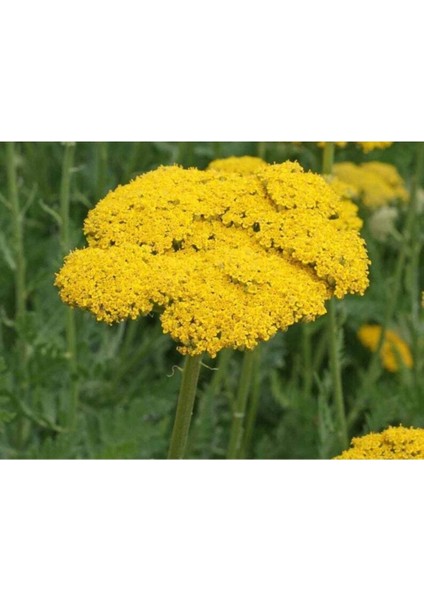 10 Adet Gold Yarrow Wildflower Tohumu