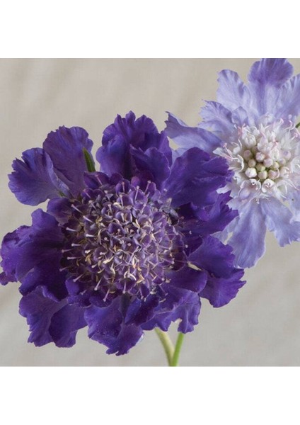 10 Adet Fama Deep Blue Scabiosa Tohumu