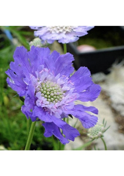 10 Adet Fama Deep Blue Scabiosa Tohumu