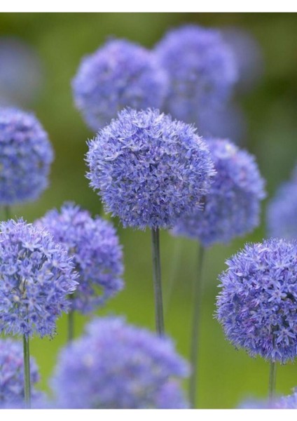 10 15 Adet Snowball-Kartopu Çiçek Tohumu Mavi